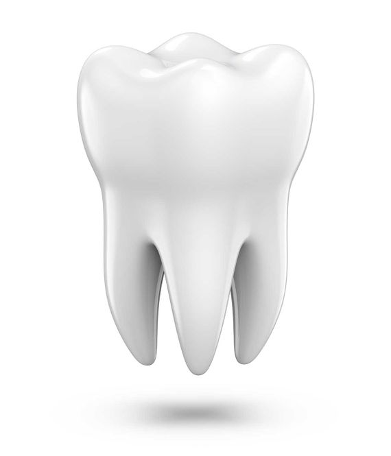 Zahnärztliches 3D-Modell des Prämolaren als Konzept der zahnärztlichen Untersuchung Zähne, Zahngesundheit und Hygiene.